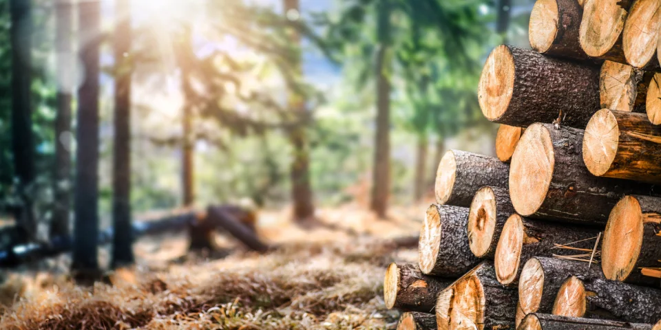 Auf einer Lichtung im Wald liegen mehrere Holzstämme zu einem Stapel aufgeschichtet.