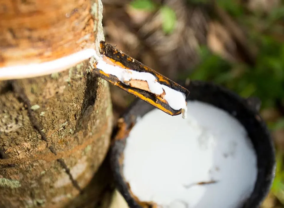 Nahaufnahme einer Naturkautschuk-Gewinnung: Aus der Rinde eines Baums fließt eine zähe weiße Flüssigkeit über eine kleine Rinne in ein am Boden stehendes Gefäß.